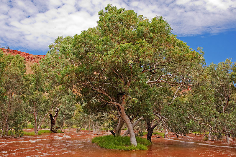 _MG_4348mw.jpg - Todd River in Flood - Alice Springs, NT.